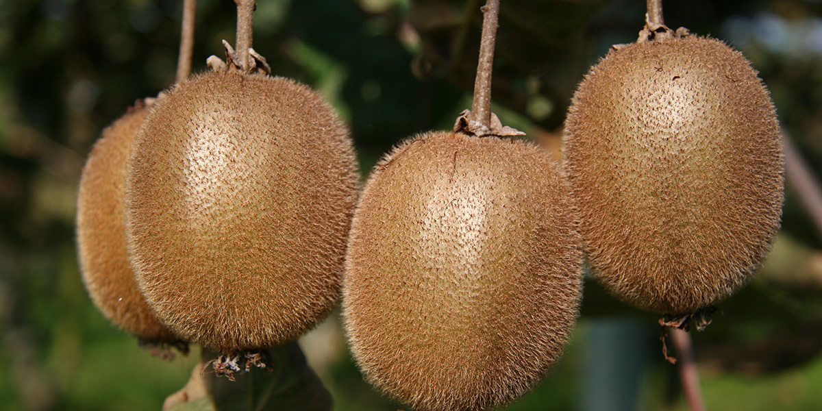 Kriss® biologico per coadiuvare l’accrescimento dei frutti